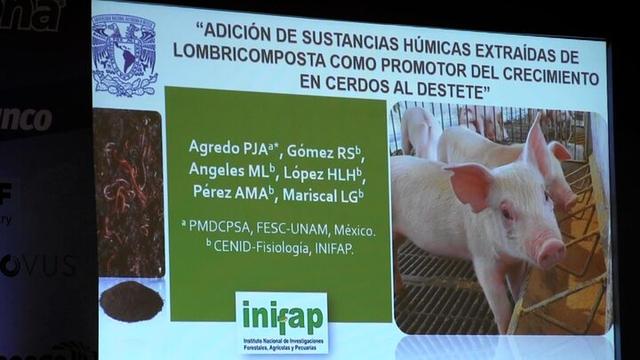 Sustancias húmicas para mejorar el rendimiento de los lechones