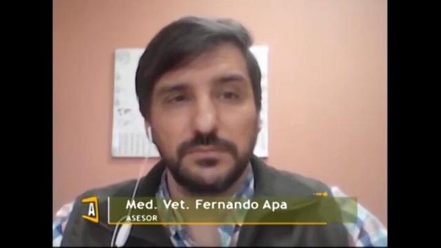 Novillo de calidad, Med. Vet. Fernando Apa