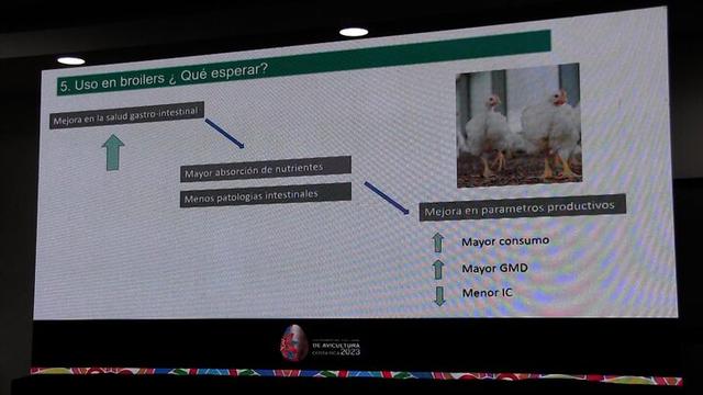 Uso de ácido butírico en broilers ¿Qué esperar?
