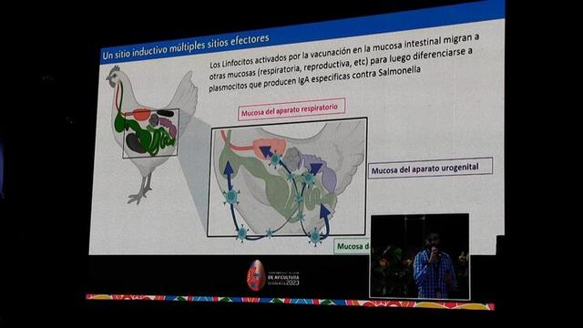 Inmunidad frente a Salmonella: Vacunación en mucosa intestinal