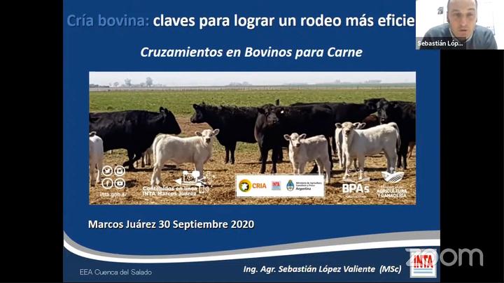 Cruzamientos en bovinos para carne 