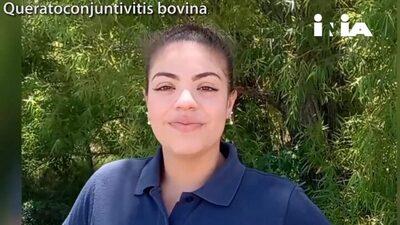 Queratoconjuntivitis bovina