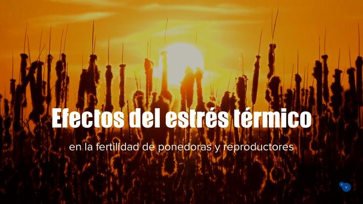 Efectos del estrés térmico en la fertilidad de ponedoras y reproductores