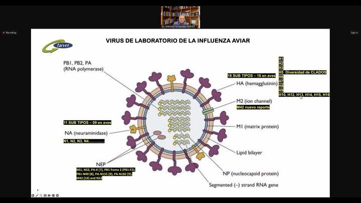 Estrategias contra la Influenza Aviar