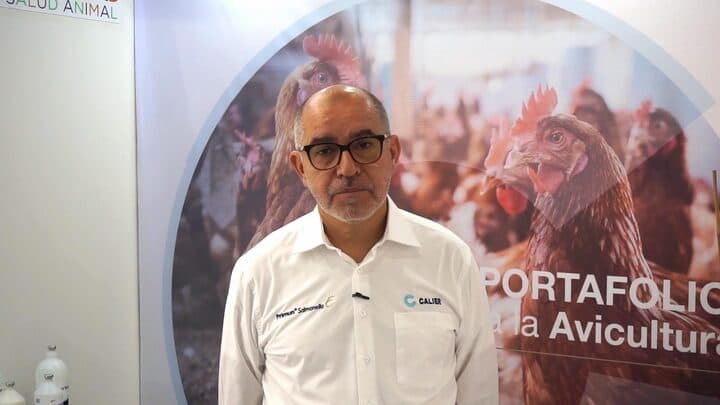 Salmonella Gallinarum en pollos de engorde