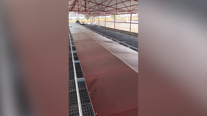 Avance del proyecto Huevo Libre de Jaula en México