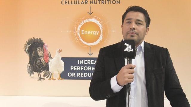La Creatina como reserva de energía en las aves