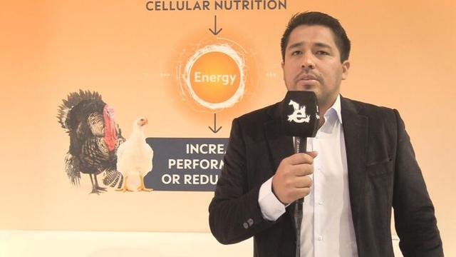 Creatina y reducción de costos de alimentación