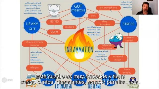 Inflamación de intestino en aves