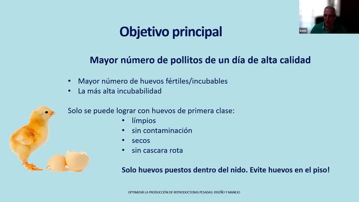 Producción de reproductoras pesadas