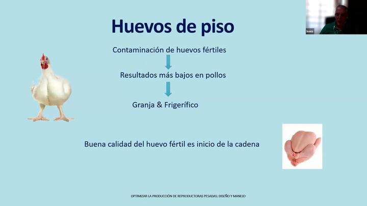  Factores que afectan los huevos de piso