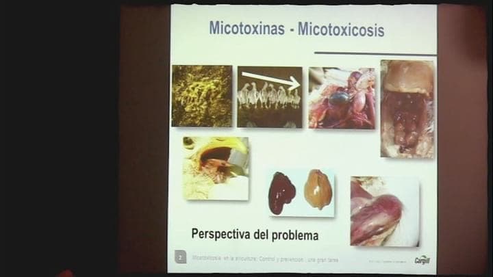 Micotoxicosis en la avicultura: Control y Prevención una gran tarea