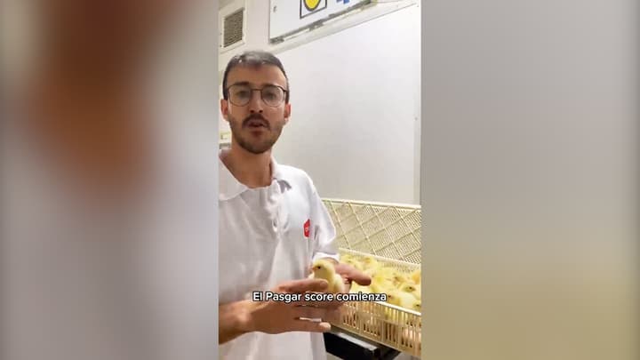 Pasgar Score: Determinar Calidad del pollito BB