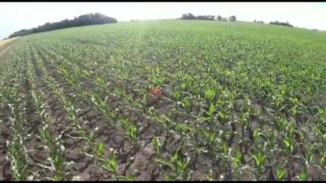 Diagnóstico satelital de toxicidad en maíz