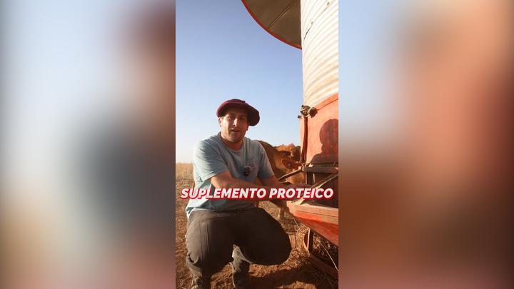 Nutrición bovina: Suplementación a libre disponibilidad a campo