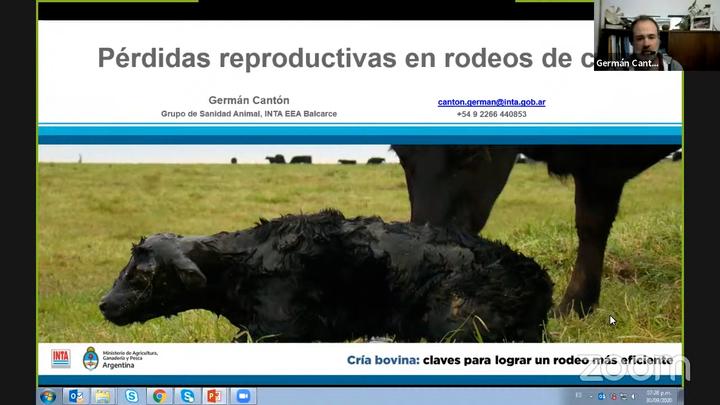 Perdidas reproductivas en rodeos de cria