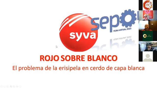 Mal Rojo: Erisipela en cerdos