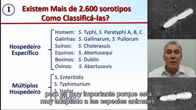 Salmonella en aves, como clasificarlas