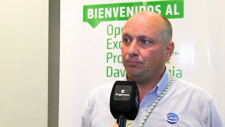 Sexaje automático de pollitos con más del 97 % de precisión