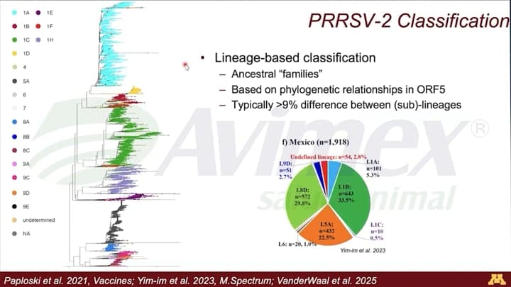 PRRS: clasificación de variantes y aparición de nuevas oleadas epidémicas