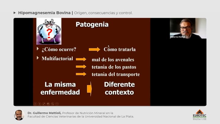 Hipomagnesemia Bovina: Patogenia