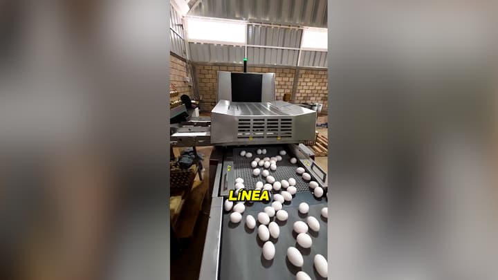 Línea moderna de manejo y empaque de huevo