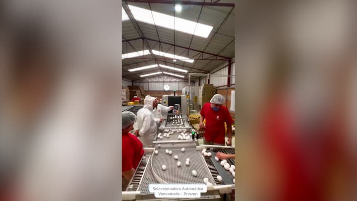 Funcionamiento de una Seleccionadora Automática de Huevo