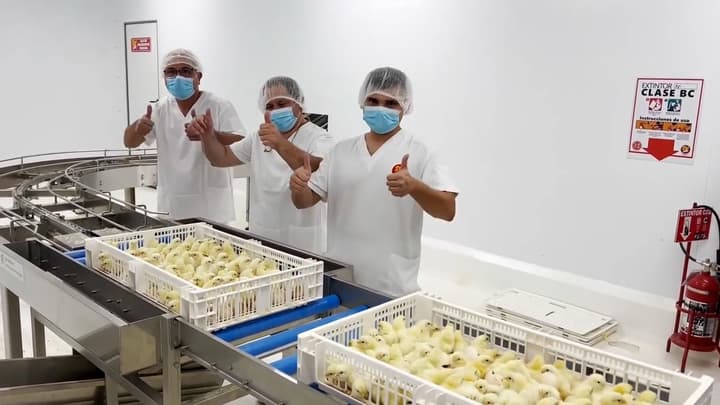 Planta de Incubación: Avícola Campestre