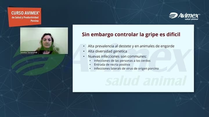 Influenza porcina: Por qué la infección temprana y la alta prevalencia dificultan su control