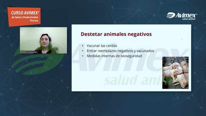 Influenza porcina: ¿Por qué es clave destetar lechones negativos al virus?