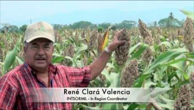 Sorgo BMR - René Clará Valencia