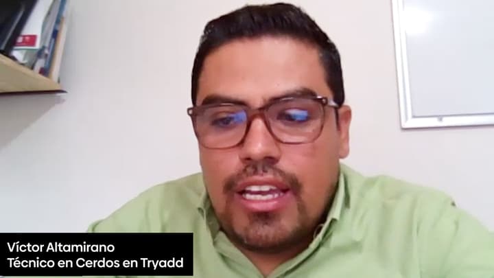 Adsorbente de micotoxinas que contribuye a la salud hepática y al rendimiento productivo