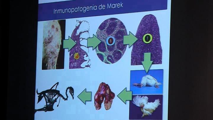 Enfermedades inmunosupresoras y su relación con indicadores productivos