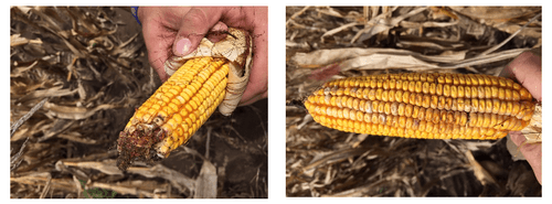 La nueva cosecha de maíz obtenida en América del Sur se revela problemática - Image 1