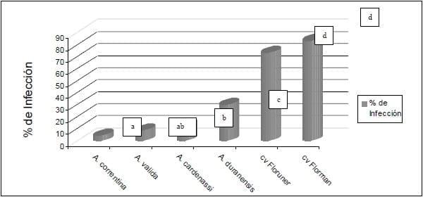 Evaluación de la tolerancia del germoplasma de maní (arachis spp.) para el manejo del carbón thecaphora frezii - Image 2