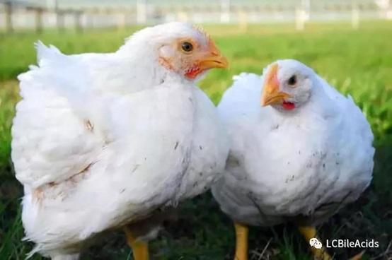 Ácidos biliares en pollos - Mejora la tasa de conversión, reduce el costo de los piensos - Image 1