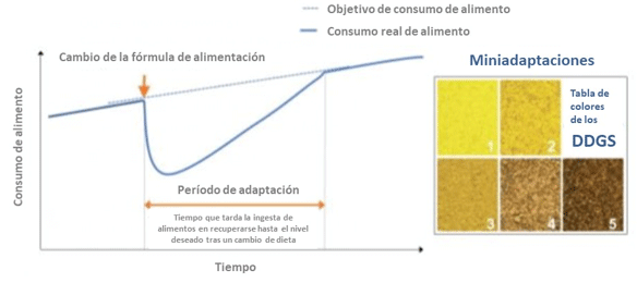 Figura 1 - La adaptación a una nueva fórmula de alimento puede provocar una disminución de la ingesta del alimento.