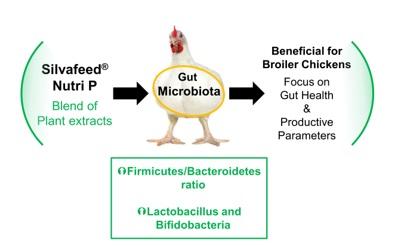 Modulación de la Microbiota Intestinal de Pollos Parrilleros con Silvafeed® Nutri P - Image 1