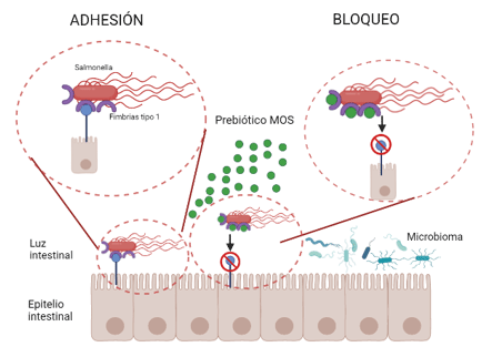 Figura 1: Mecanismo de bloqueo del prebiótico MOS para evitar la adhesión bacteriana a nivel intestinal. Modificado y adaptado de referencia [Solís-Cruz, B. et al. 2019]. 
