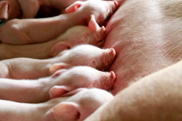 6 Puntos clave para mejorar la producción porcina en la etapa de reproducción - Image 1