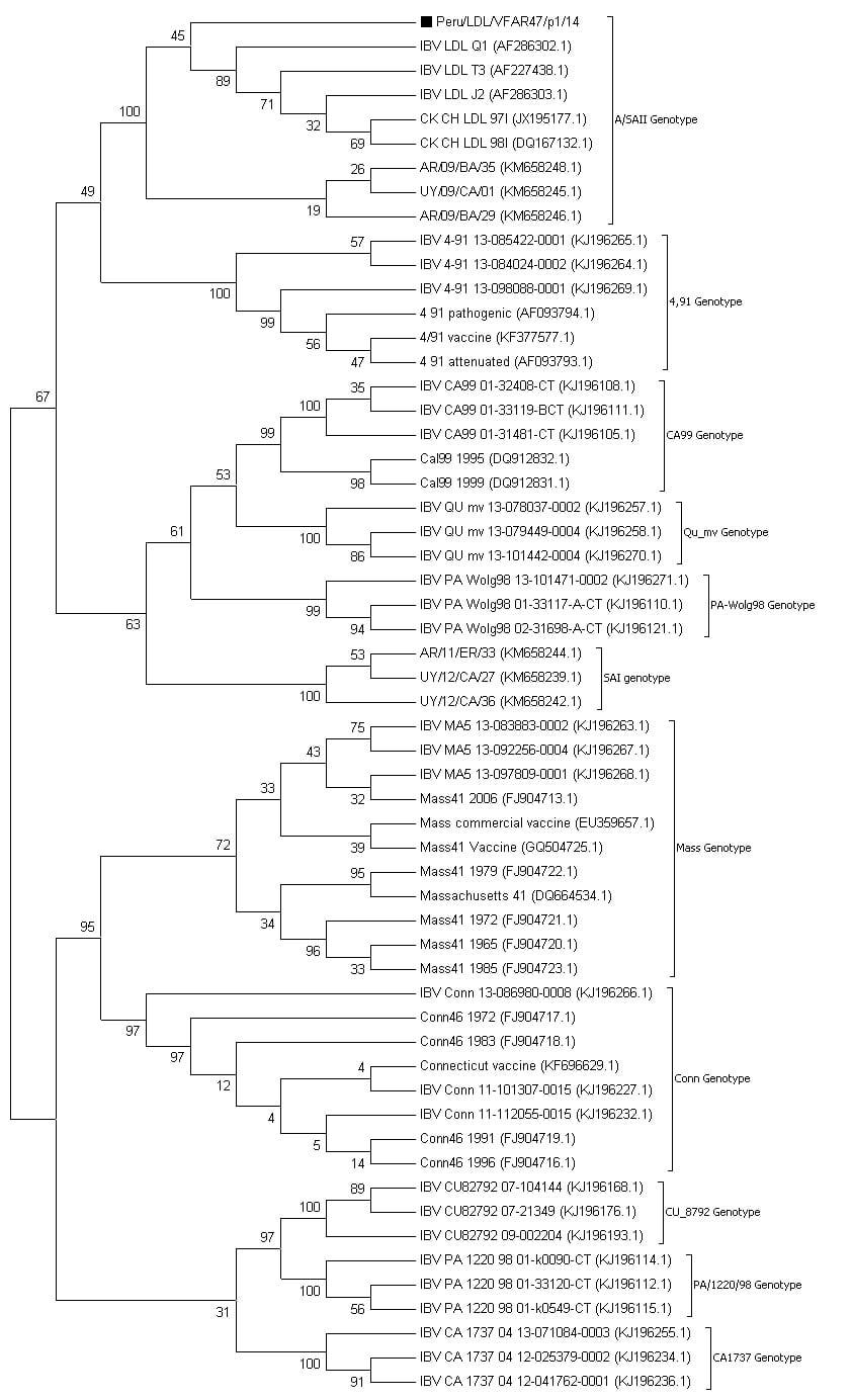 Primera evidencia de la detección de la cepa de bronquitis Asia/South America II (A/SAII) en pollos comerciales de Perú - Image 2
