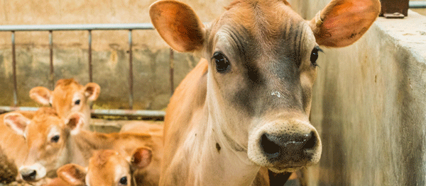 Manejo de micotoxinas en ganado lechero