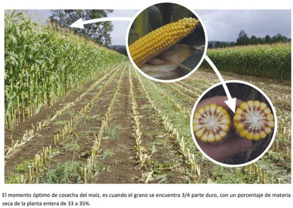 Manual del cultivo de maíz para ensilaje - Ensilaje: Sexto Capítulo - Image 1