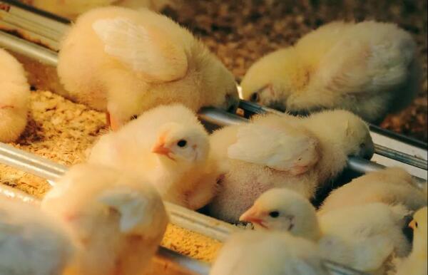 ¿Cómo resolver la pobre uniformidad y la alta mortalidad en la cría de pollitos? - Image 1