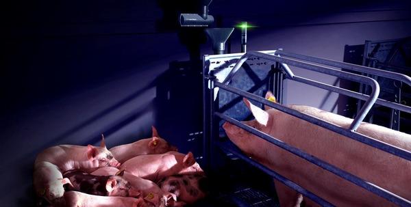 La alimentación automatizada mejora la salud de la cerda y el rendimiento del lechón al destete - Image 1