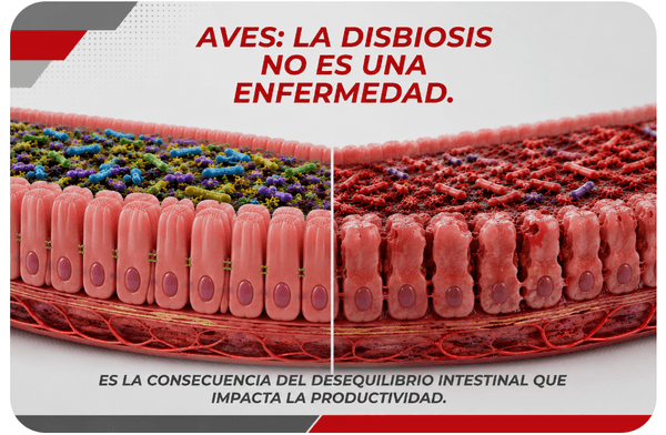 Lesiones entéricas en aves: evaluación post mortem como herramienta diagnóstica - Image 3