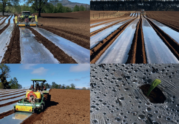 Uso de acolchado o mulching de polietileno biodegradable ubicado en franjas sobre la línea de siembra del maíz.