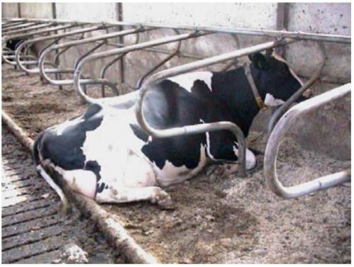 Diseño de cubículos en granjas de vacas lecheras en estabulación libre. - Image 1