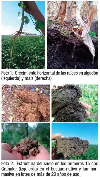 ¿Cómo influye la agriculturización sobre la calidad edáfica y los stocks de carbono en el Chaco Subhúmedo? - Image 3