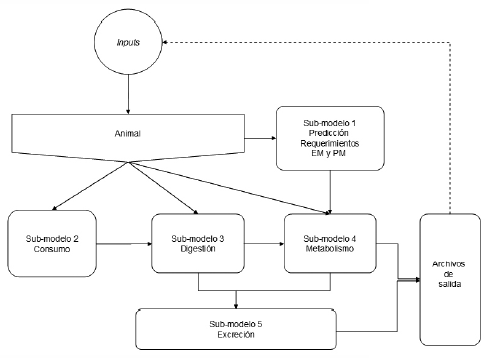 Figura 1. Diagrama simplificado del modelo conceptual propuesto para la evaluación de dietas y predicción de la performance de vacunos para carne.